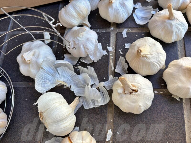 黒ニンニク作りで使用する生にんにくの状態確認